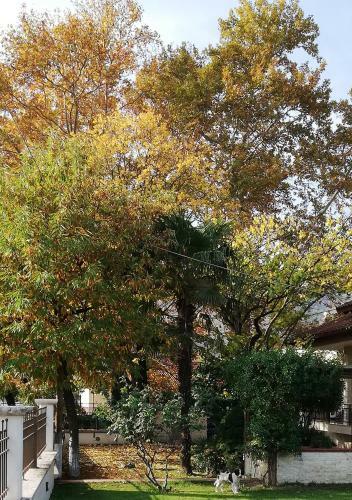 "the Plane Trees"