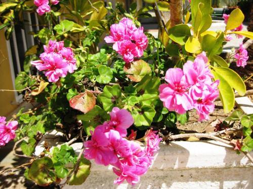 Apartamento Siora Maria