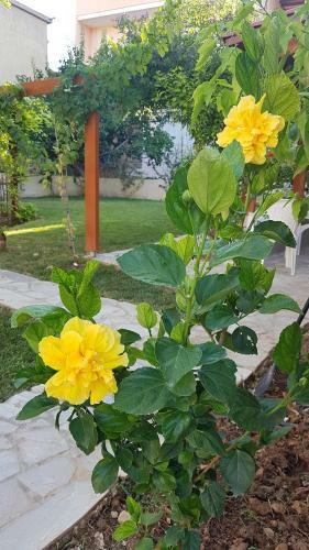 Ferienhaus Kreta Sonnenschein