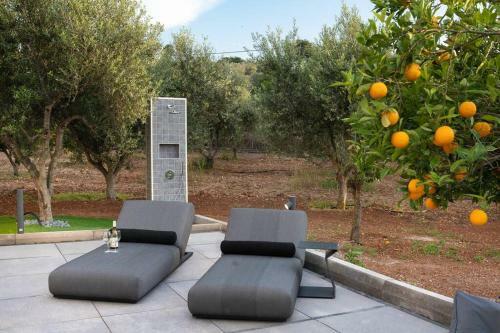 Orange Tree
