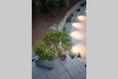 Orange Tree