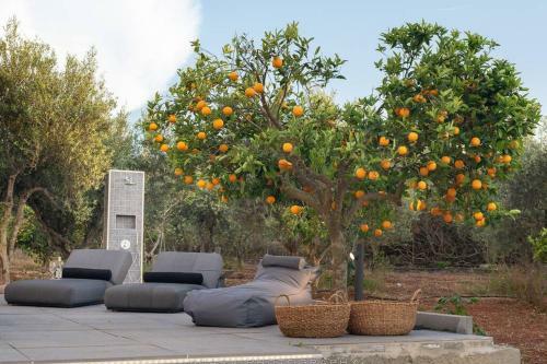 Orange Tree