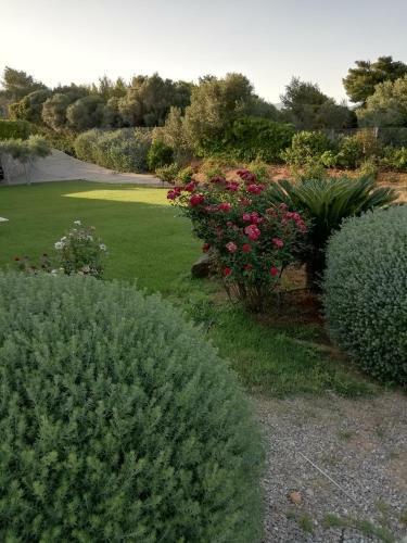 Hostal Dimitra