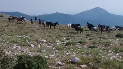 Hostal Xenonas Souliou