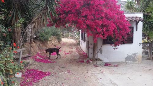 Agroturismo Sitia Vrisidi Ranch