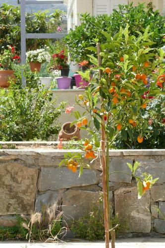 Agroturismo Countryside Apartment