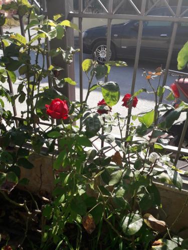 Roses