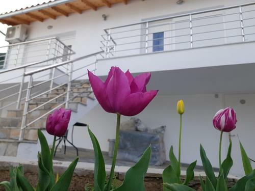 Doukas Apartments