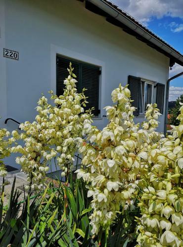 Goldener Hahn Apartments