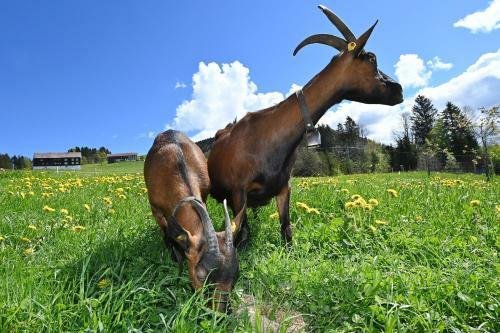 Agroturismo Bauernhof Bilgeri