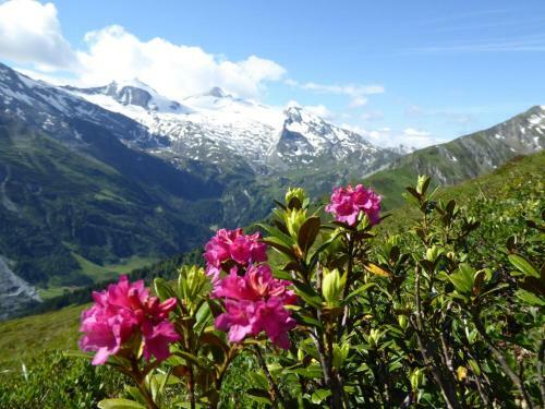 Apartamento Ferienwohnung Alpenheim