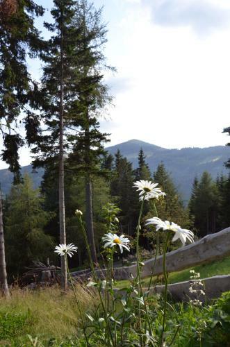 Apartamento Ferienhaus Bergfee