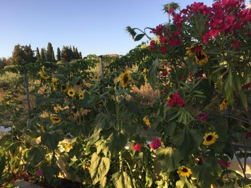 Apartamento Villa Pelagia