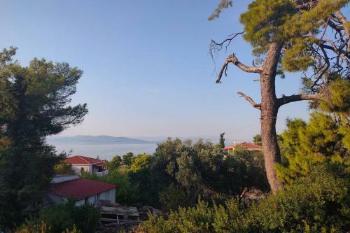 Villa Pines Seaview Cottage