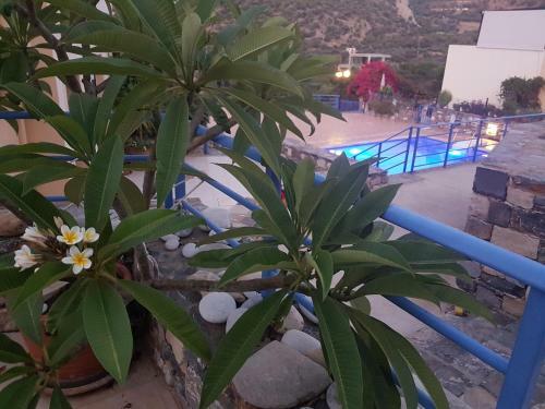 Sea Flower Villa Bali Crete