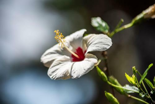 Apartamento Villa Bloom