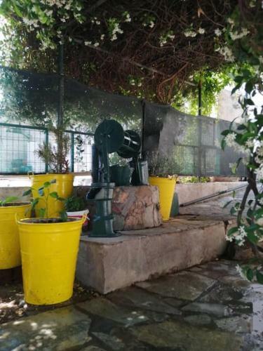 Lemon Tree Family House