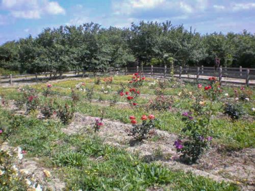 Agroturismo Aroggia Farm