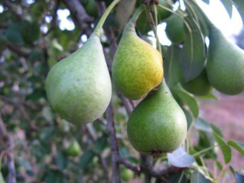 Agroturismo Aroggia Farm