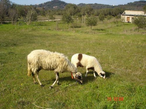 Agroturismo Aroggia Farm