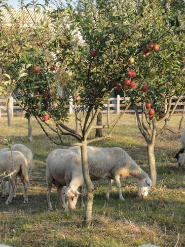 Agroturismo Aroggia Farm