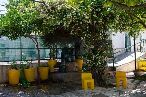 Lemon Tree House
