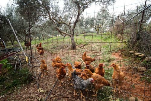 Traditional Family Cretan Home!
