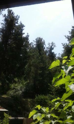 Six Steps From The Forest