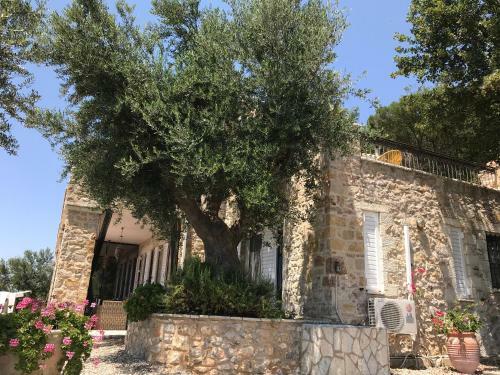 Old Olive House