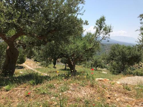 Old Olive House