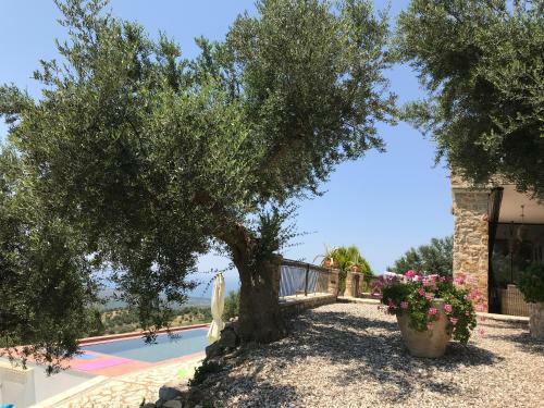 Old Olive House