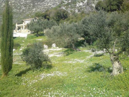 Old Olive House
