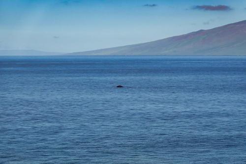 Apartamento Maui Kai 804 Oceanfront 1 Bd 1ba Condo