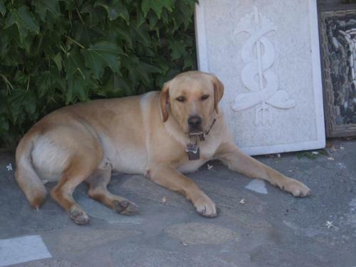 Paros Traditional Country House