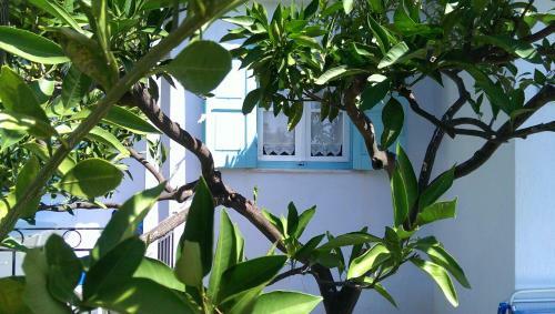 Apartamento Sofia Holiday Studios