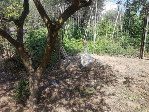 Apartamento Eleonas Farm House