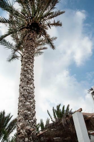 Apartamento Palmhouses