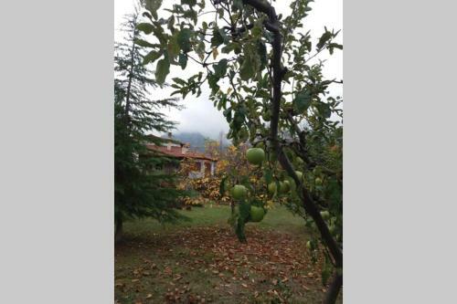 Villa Elegance In The Nature