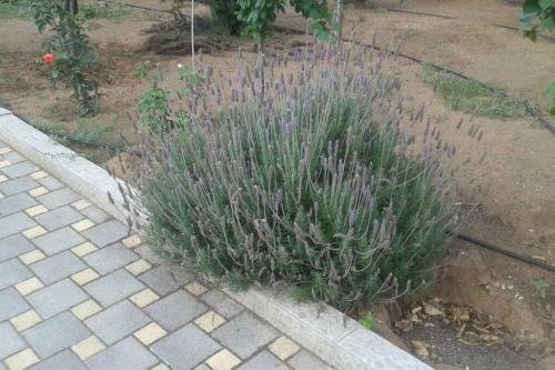 Luxurius Independent 3rd Floor In Villa