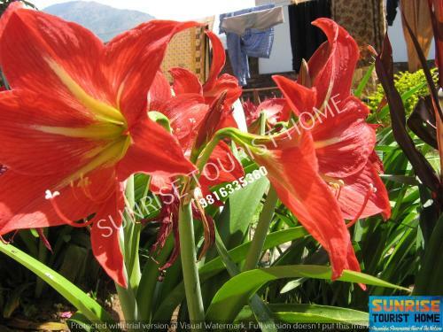 Hotel Sunrise Tourist Home