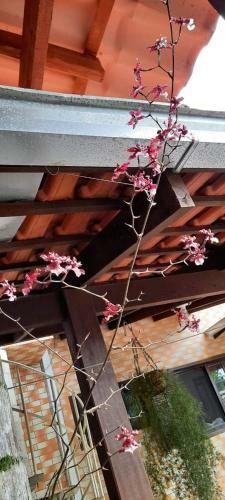 Quarto Su�te Itapo� - Sc