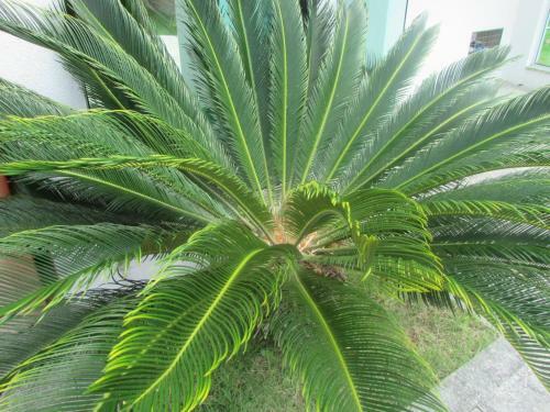 Apartamento Apto 2 Quartos - Praia De Palmas