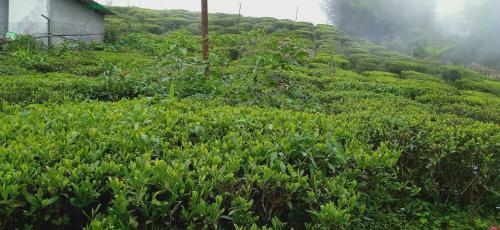 Shriyahomestay/karbia