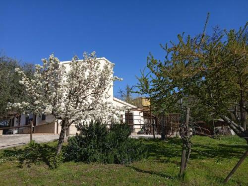 Bed & Breakfast Sotto L'ulivo