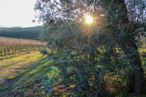 Apartamento Fattoria La Torre