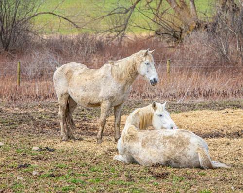 Charming Farmhouse, Including Barn Filled With Horses And Livestock