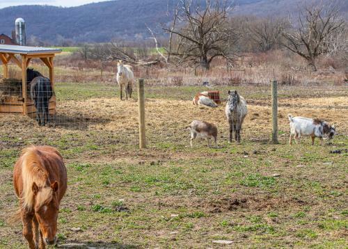 Charming Farmhouse, Including Barn Filled With Horses And Livestock