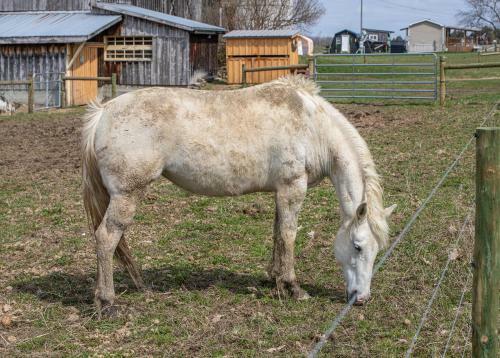 Charming Farmhouse, Including Barn Filled With Horses And Livestock
