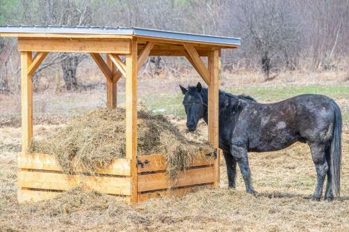 Charming Farmhouse, Including Barn Filled With Horses And Livestock