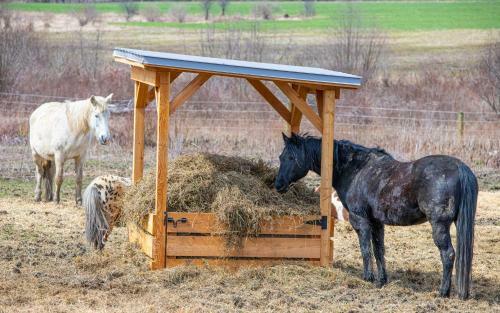 Charming Farmhouse, Including Barn Filled With Horses And Livestock